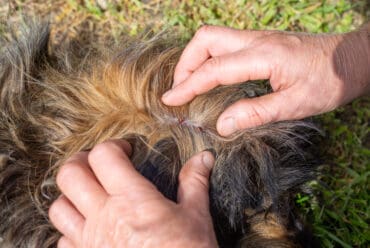 Síntomas de Parásitos Internos en Perros: Guía para la Detección Temprana y Prevención