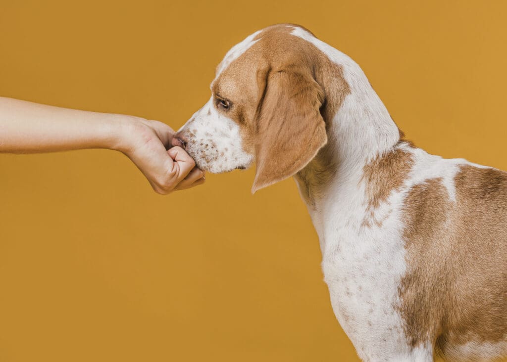 perro recibiendo un snack