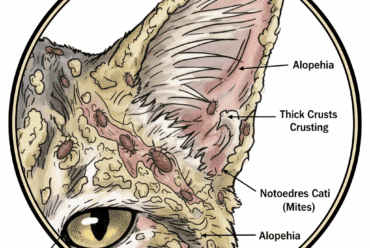🐈 Ácaro Notoedres Cati: La Sarna Notoédrica Felina