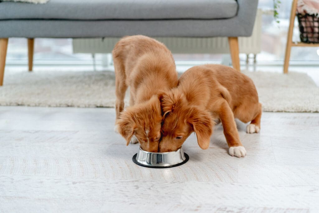 cachorros comiendo juntos