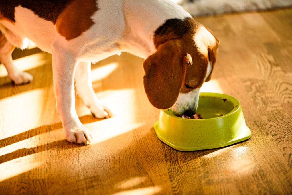 perro senior comiendo
