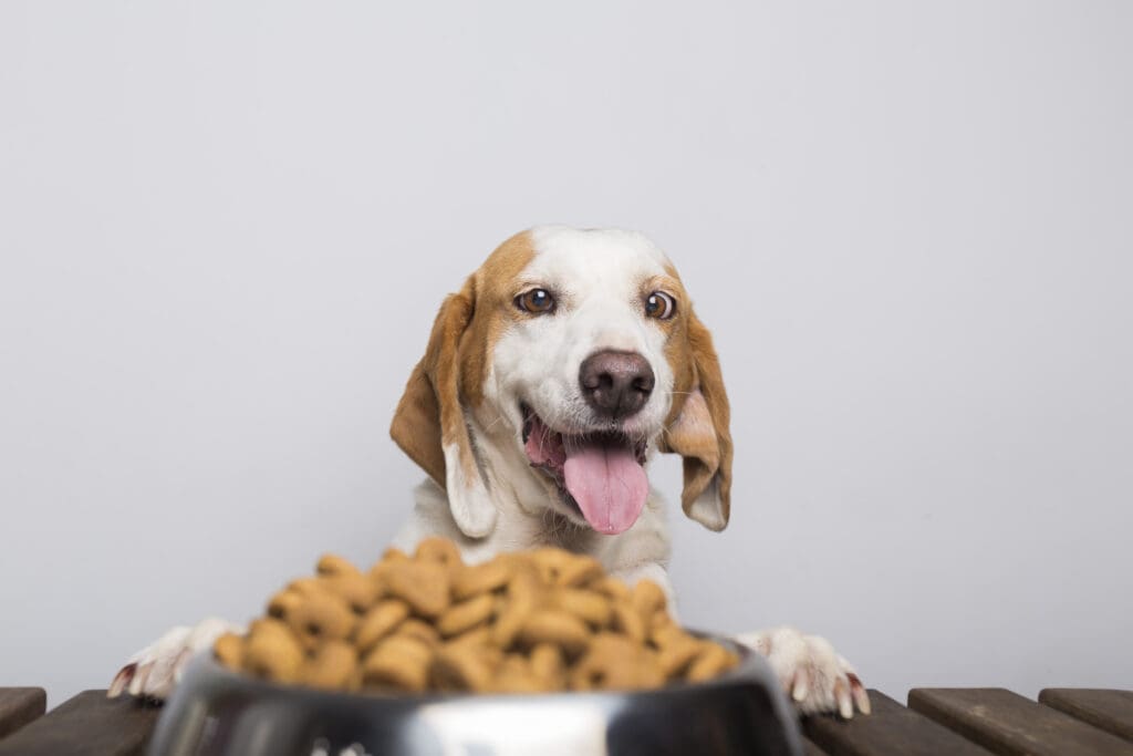perro mira su concentrado