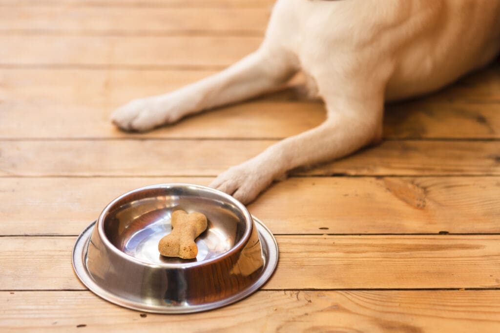 snack para perros