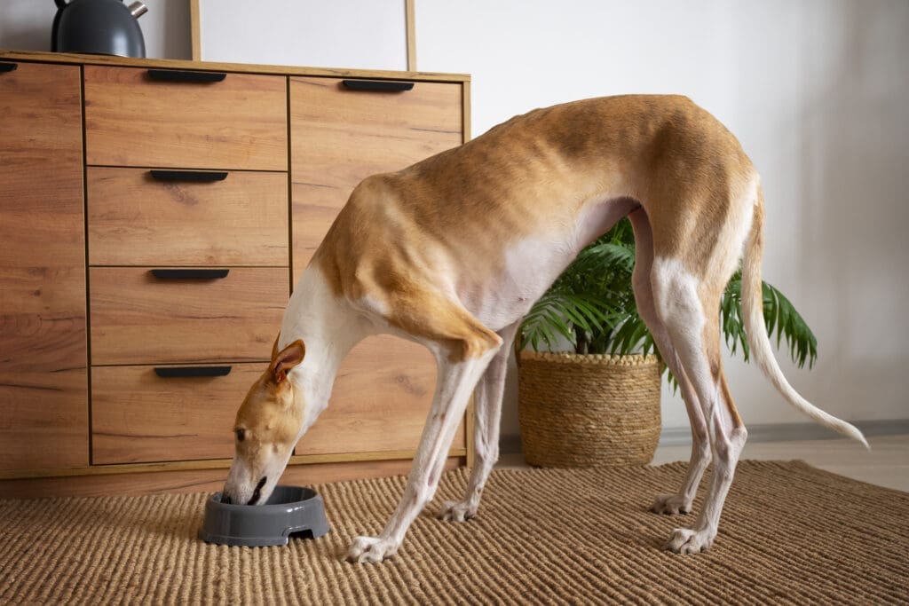 perro galgo comiendo su comida