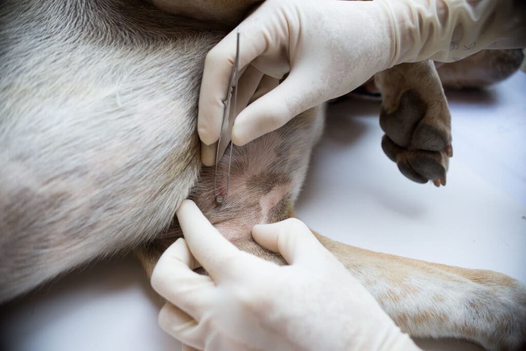 eliminando pulgas en perros