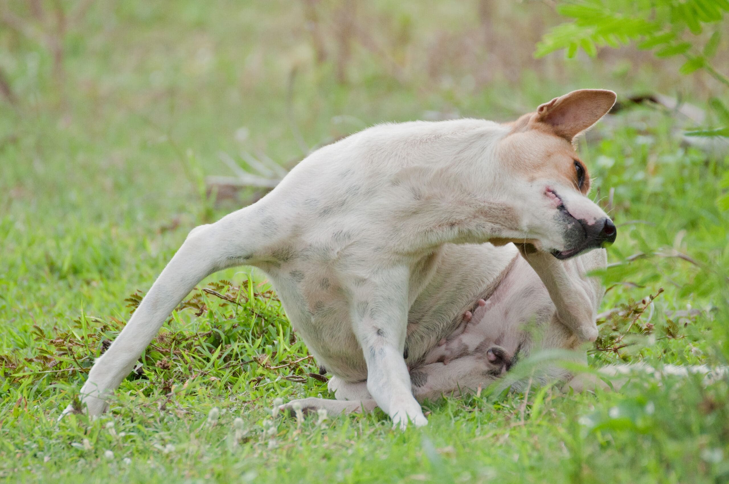 Cómo Eliminar Pulgas del Perro: Guía Completa de Tratamiento y Prevención para 2025