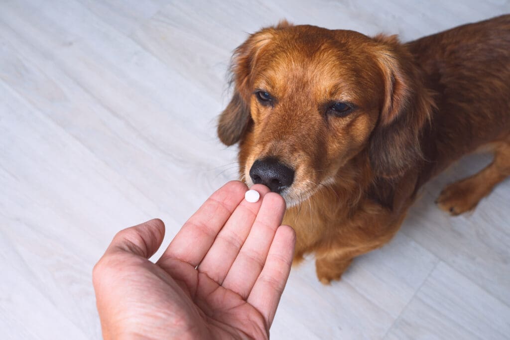 suplementos para perros