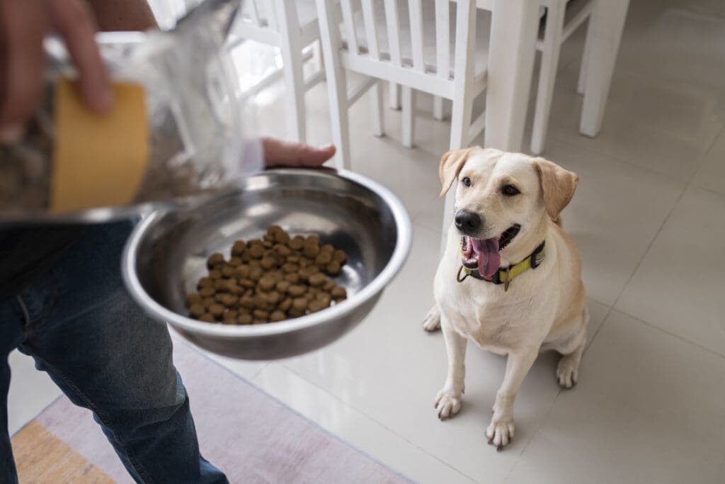 perro a punto de recibir su comida
