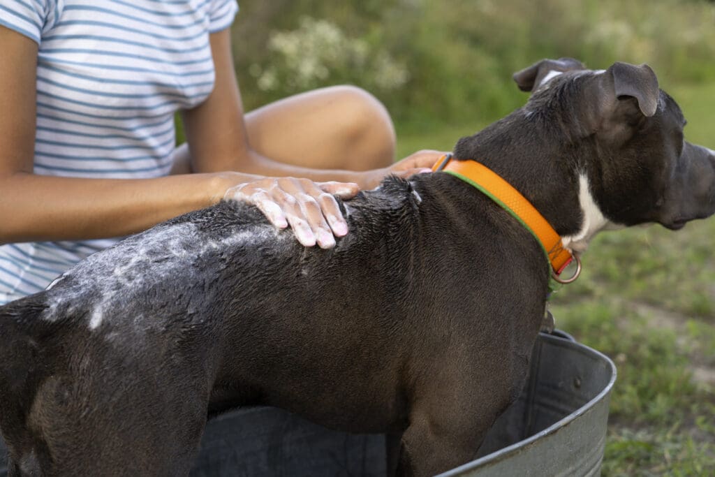 perro siendo limpiado por dueño