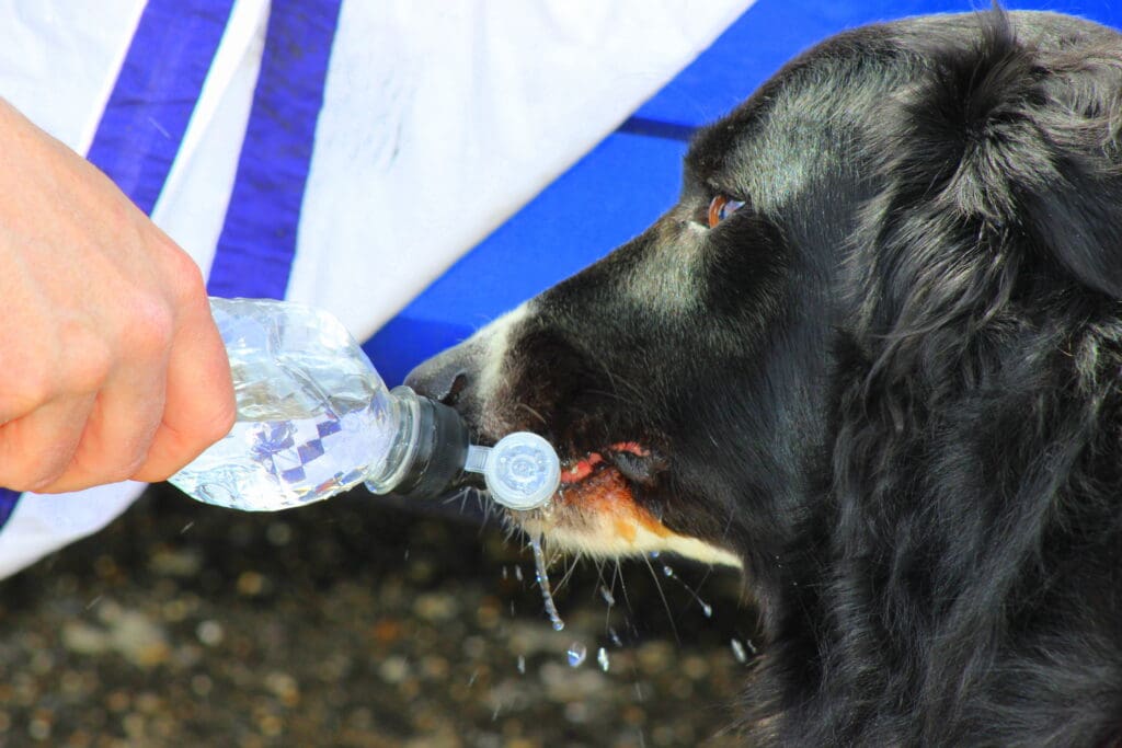 perro tomando agua en el exterior