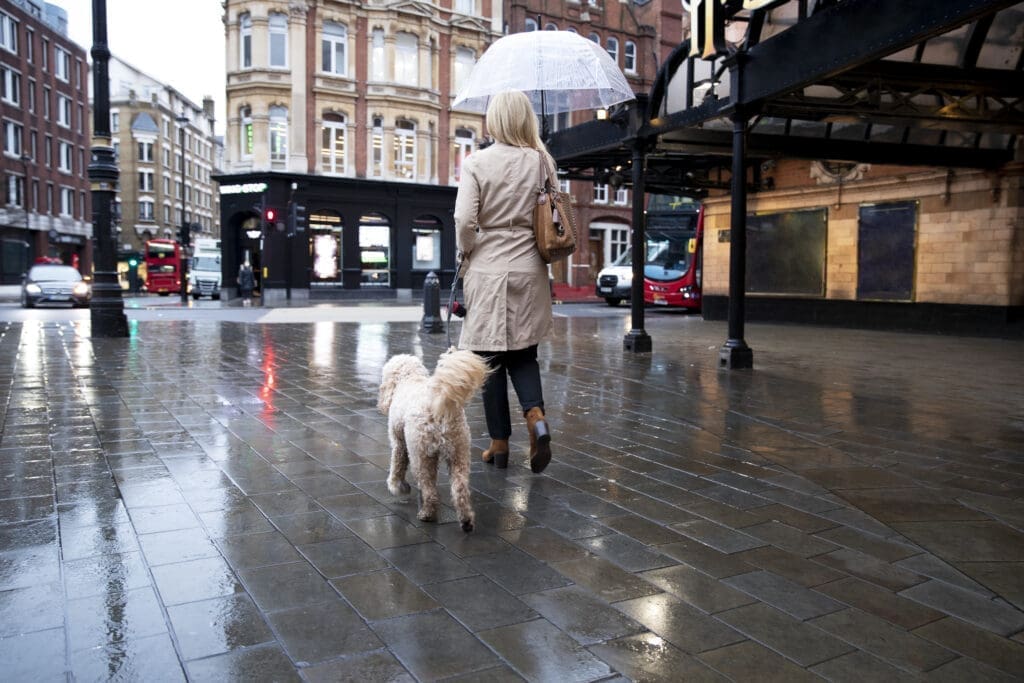 perro paseando bajo la lluvia