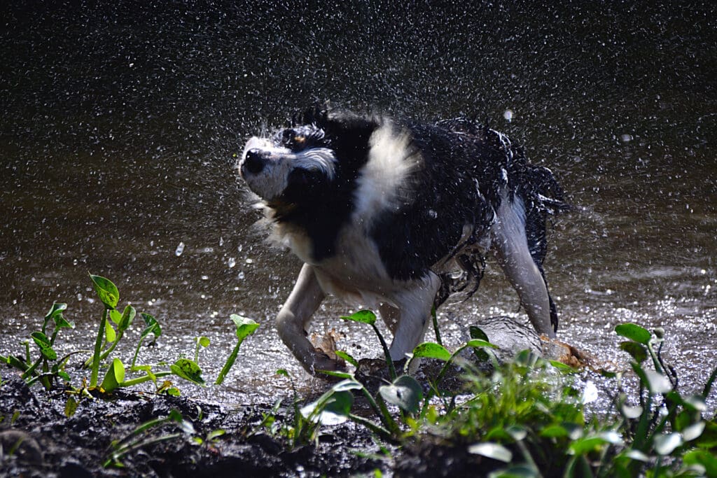 perro de pie con agua