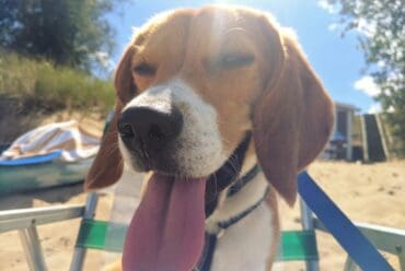 Cómo Cuidar a tu Perro Durante una Ola de Calor Extrema: Protocolo de Prevención y Estrategias Esenciales de Supervivencia