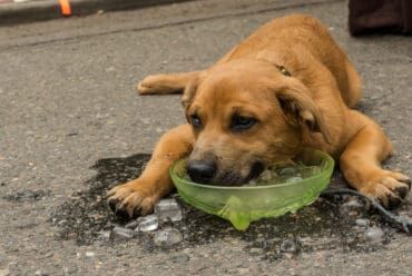 Cómo Cuidar a tu Perro en Verano y Prevenir el Golpe de Calor: La Guía Definitiva de Supervivencia Canina