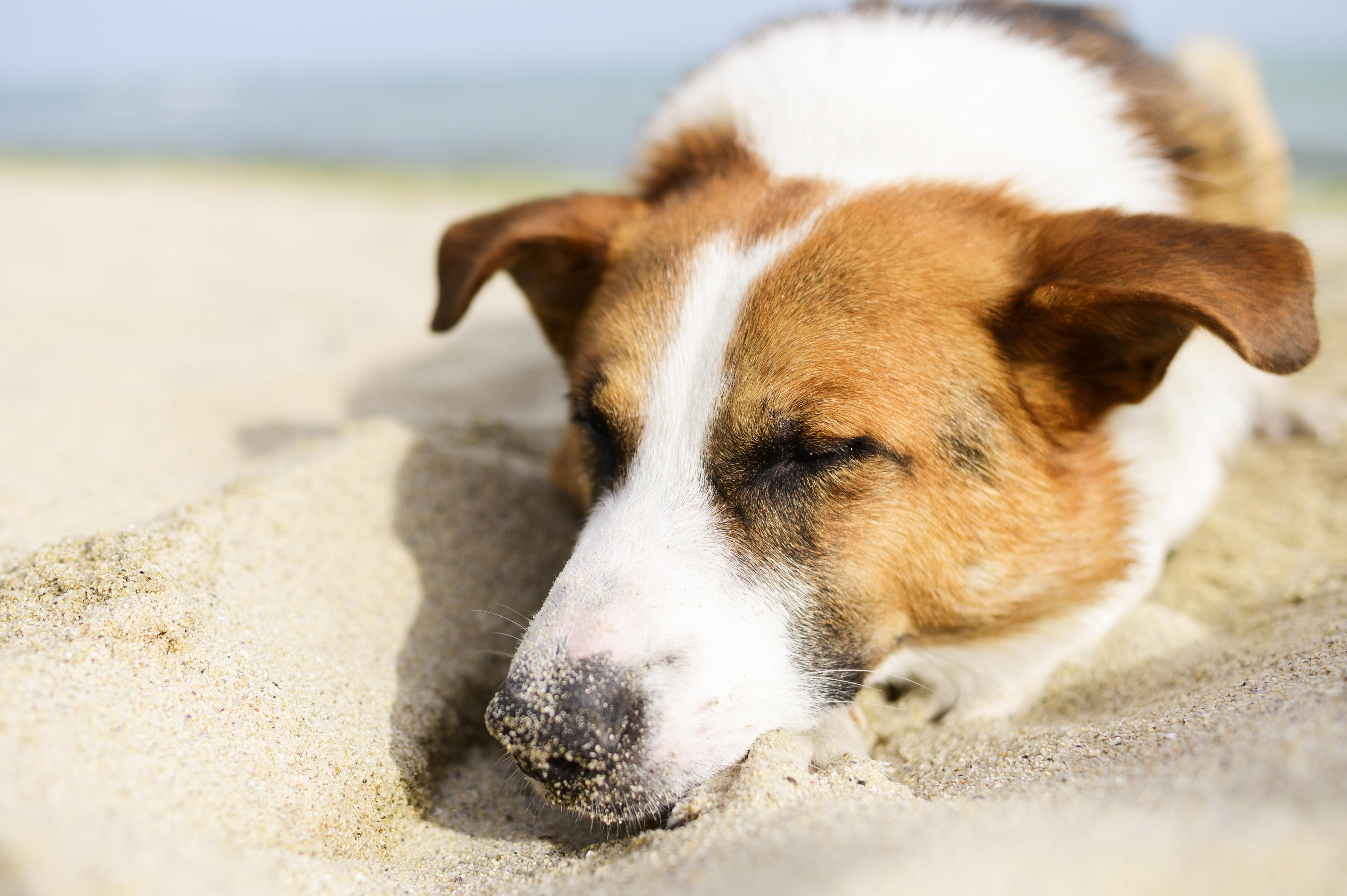 perro con sueño en la playa