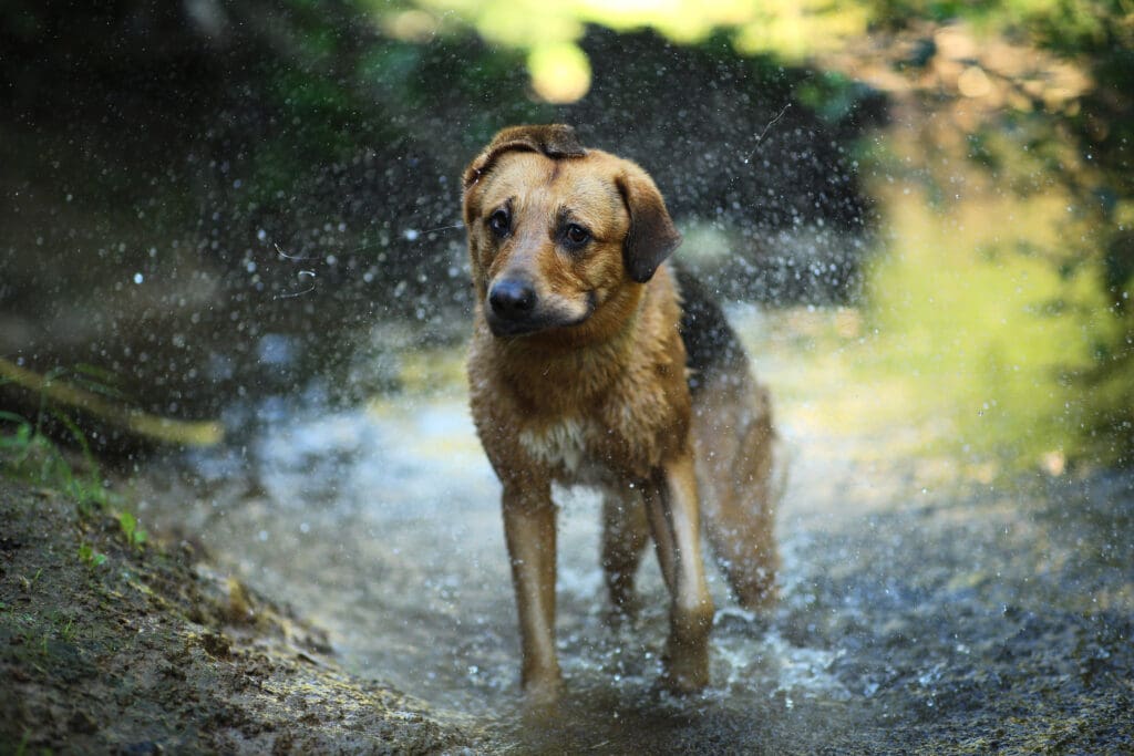 perro mojado bajo la lluvia