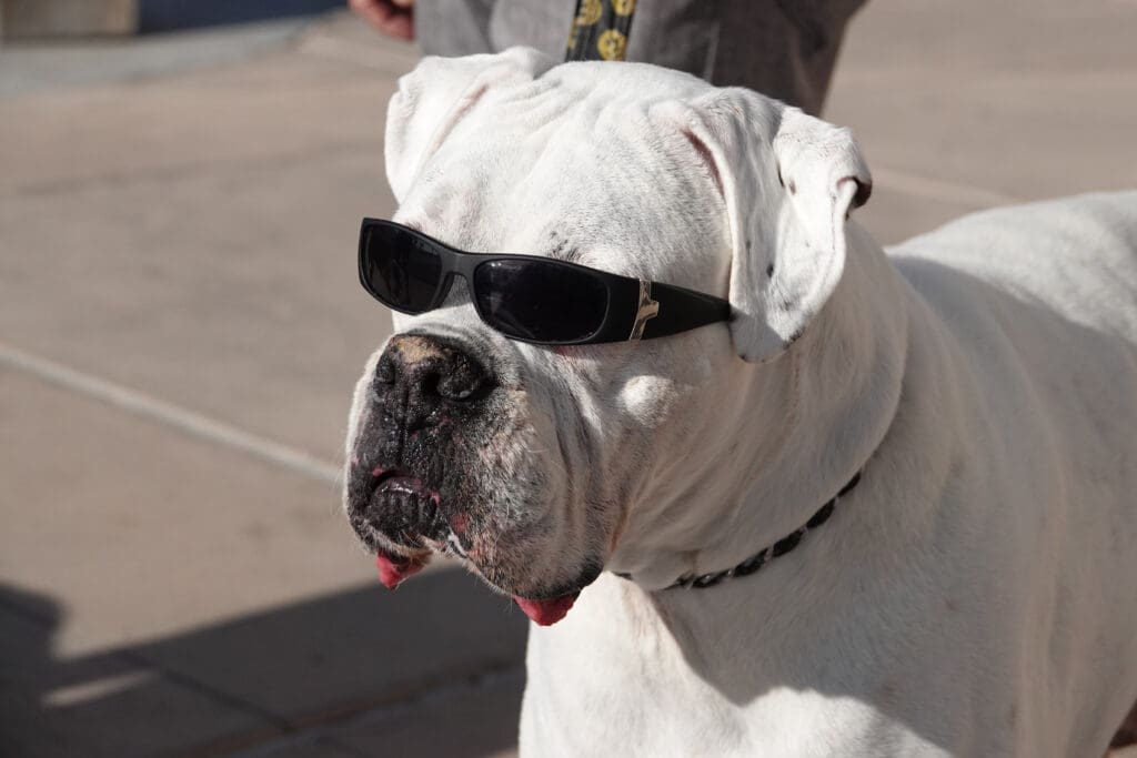 perro con gafas oscuras