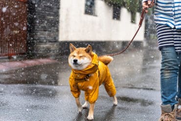 🌦️Guía completa para cuidar a tu perro según el clima: calor, frío y lluvia