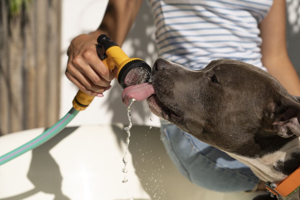 perro tomando agua de manguera